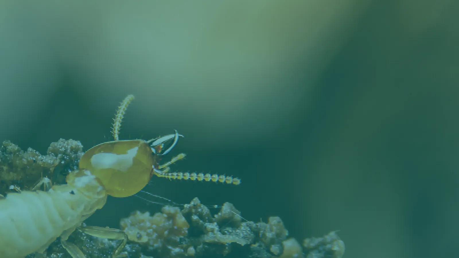 Close-up of a termite on soil, highlighting its body structure and environment.
