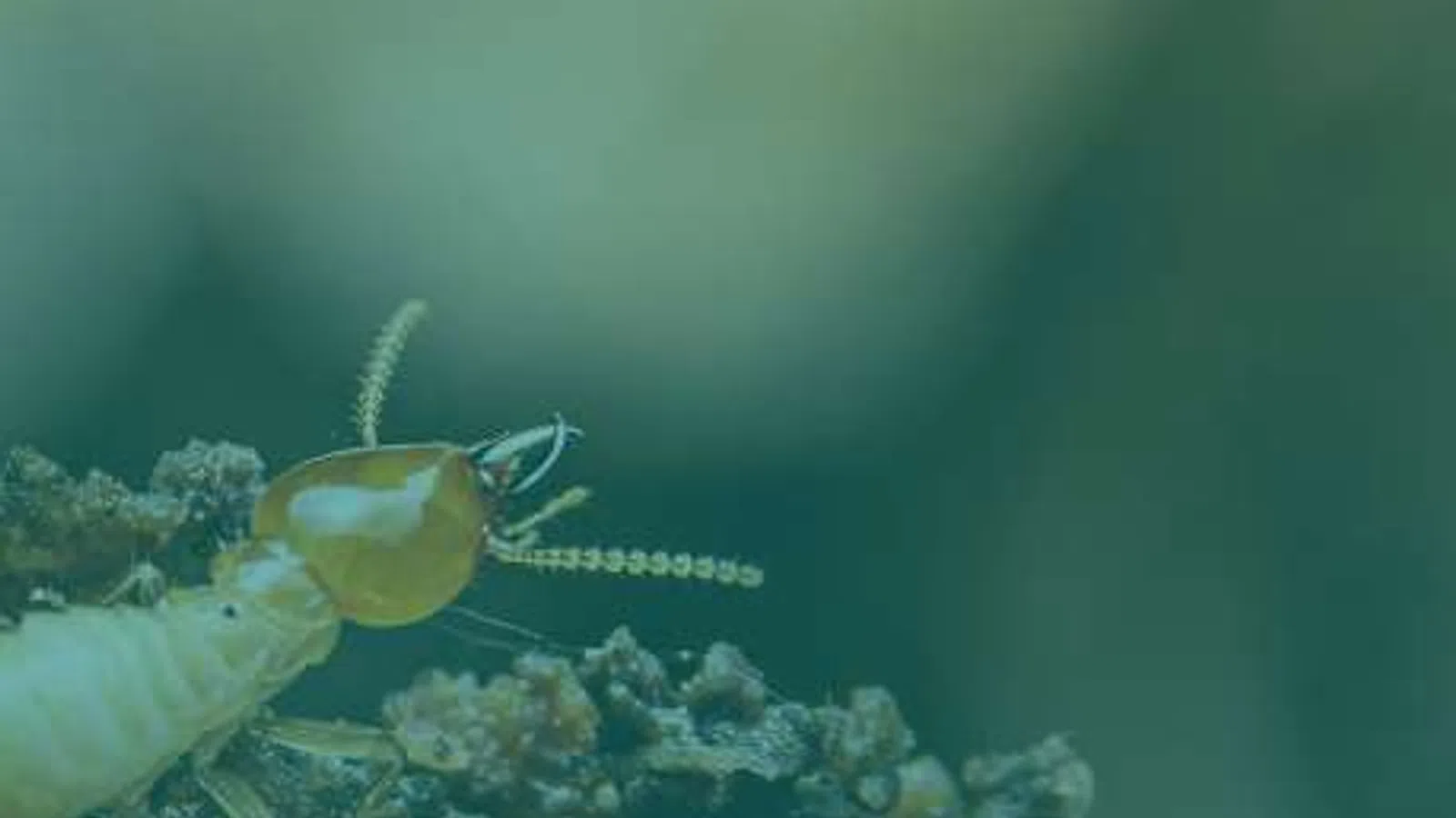 Close-up of a termite on soil with detailed antennae and body segments visible against blurred background
