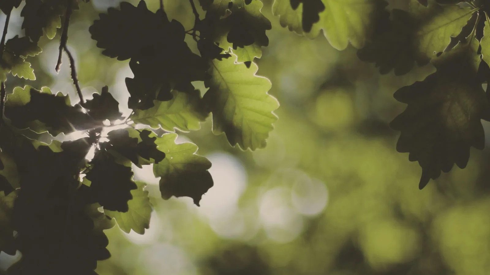 Close-up of green oak leaves backlit by sunlight against a blurred forest background