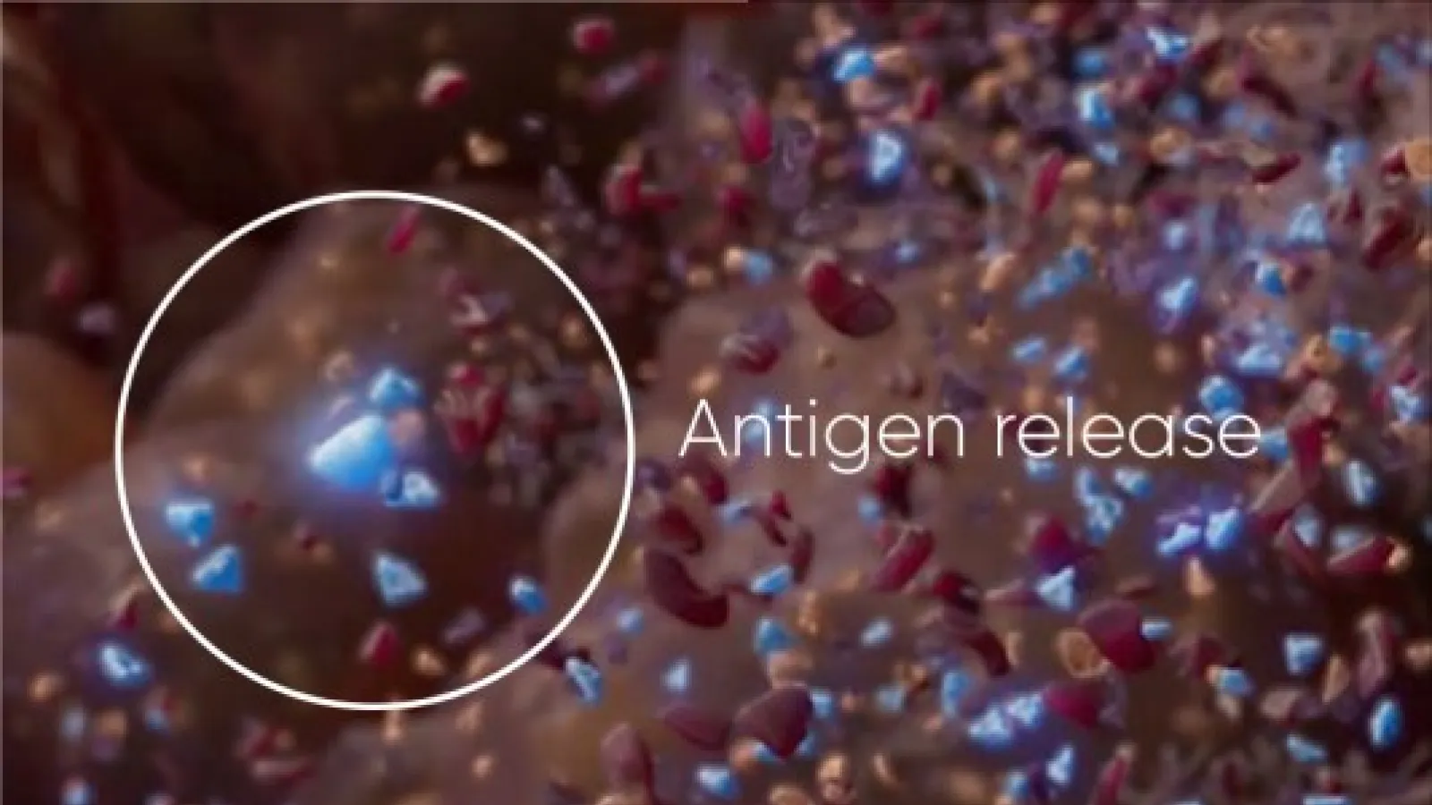 Microscopic view of antigen release showing blue and red particles dispersing in a biological environment.