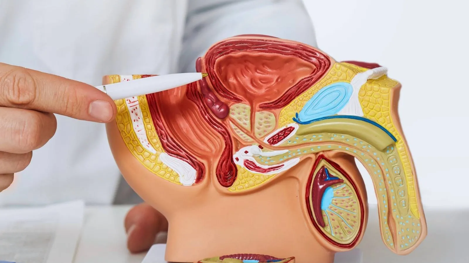 Hand holding a pen pointing to a detailed anatomical male reproductive system model on a white surface.