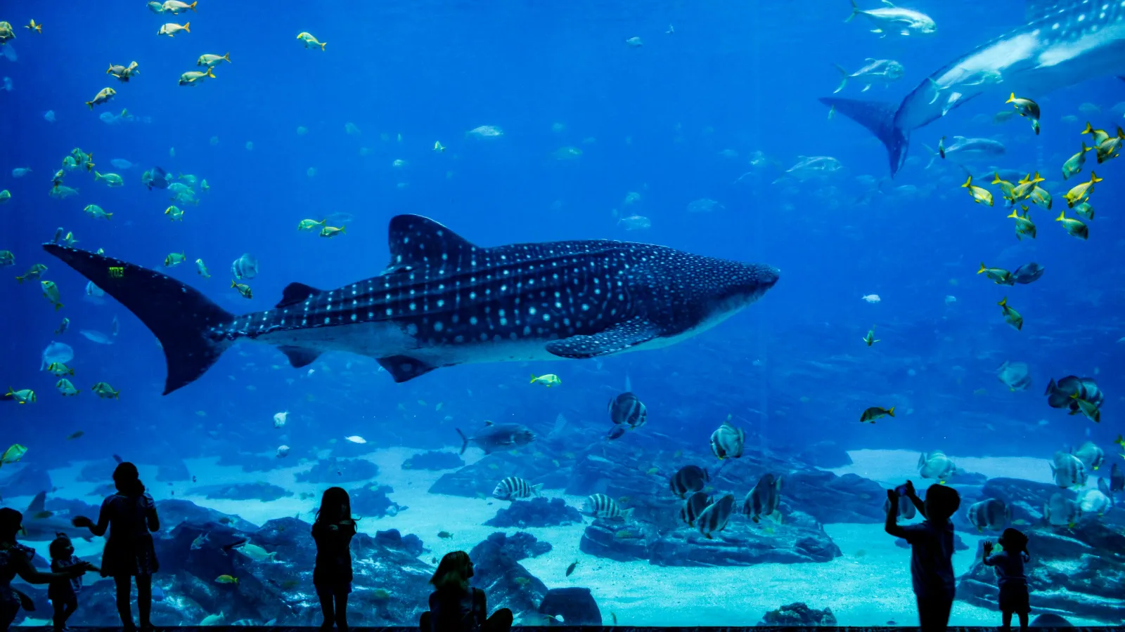 Children observing a large whale shark swimming in an aquarium filled with colorful fish.
