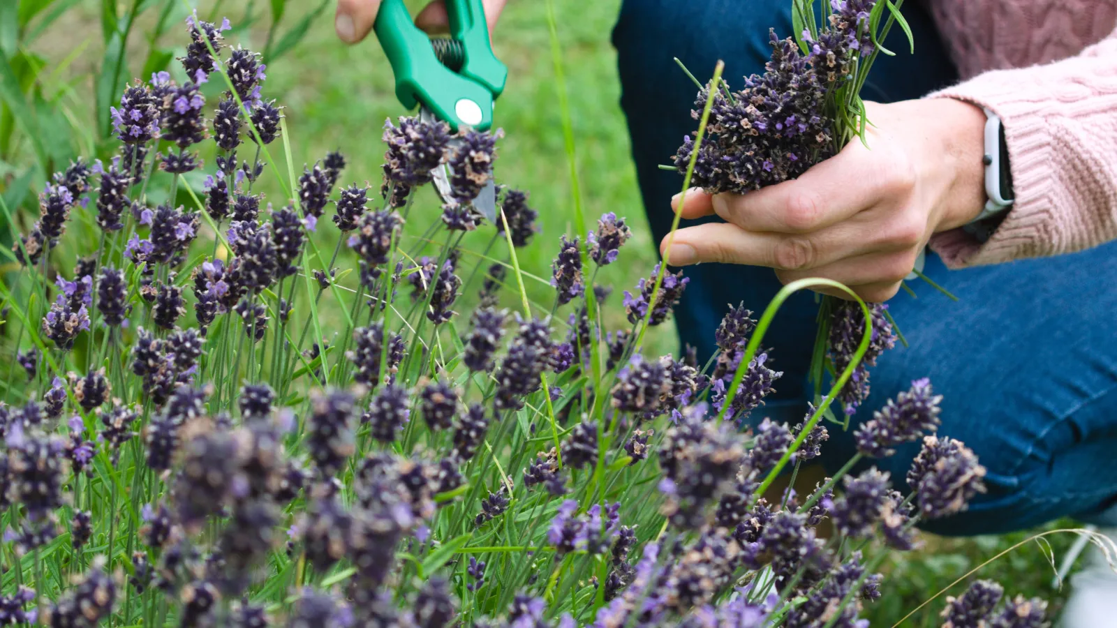 a person cutting purple flowers