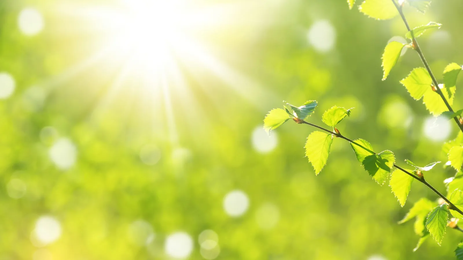 Sunlight shining through fresh green leaves on a branch with a soft blurred natural background.