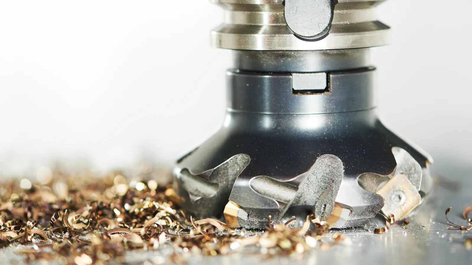 a group of small animals