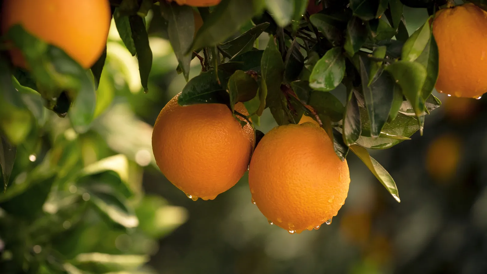 a group of oranges on a tree