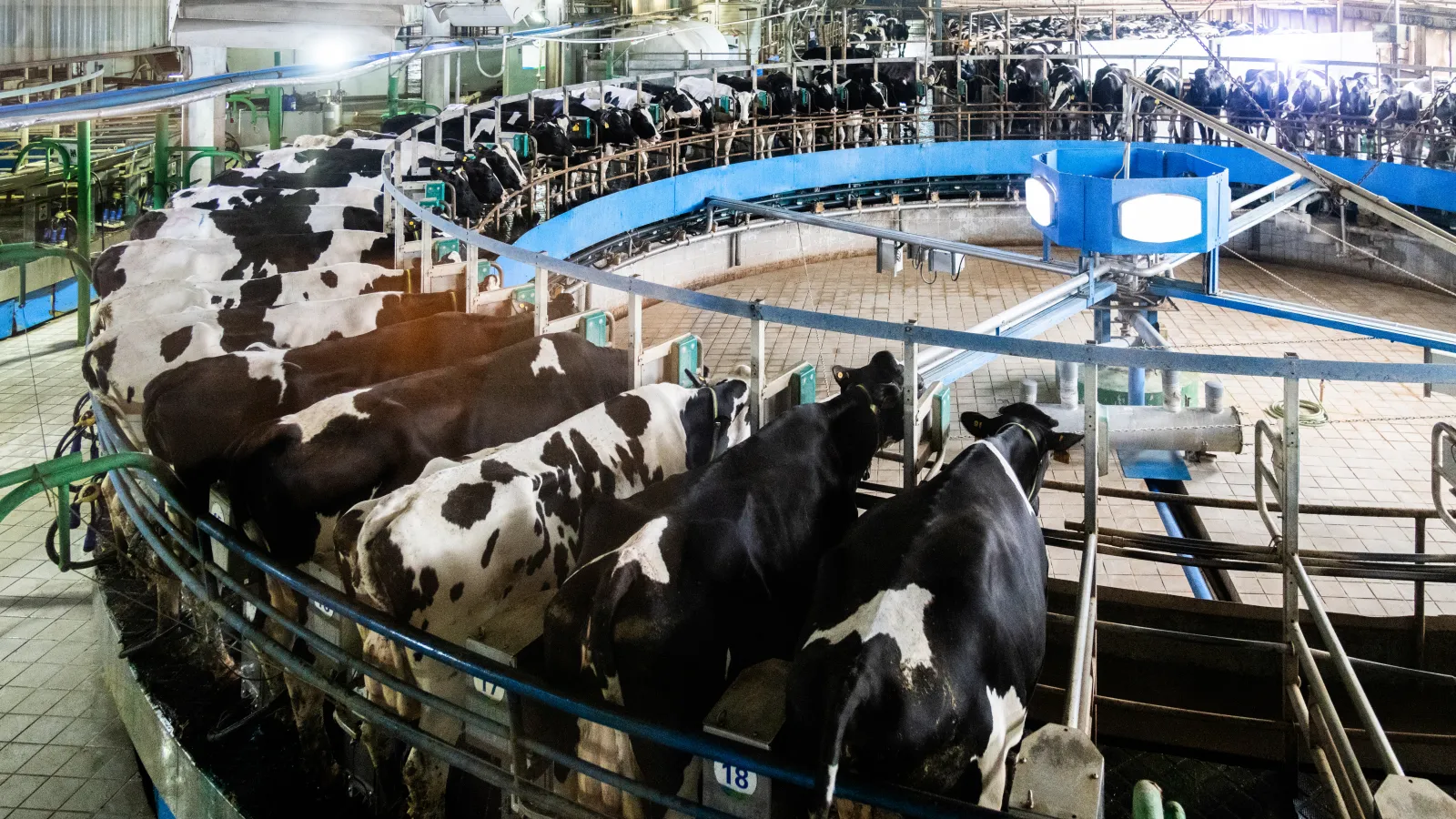 Automated rotary milking parlor with black and white Holstein cows lined up for milking in a circular system.