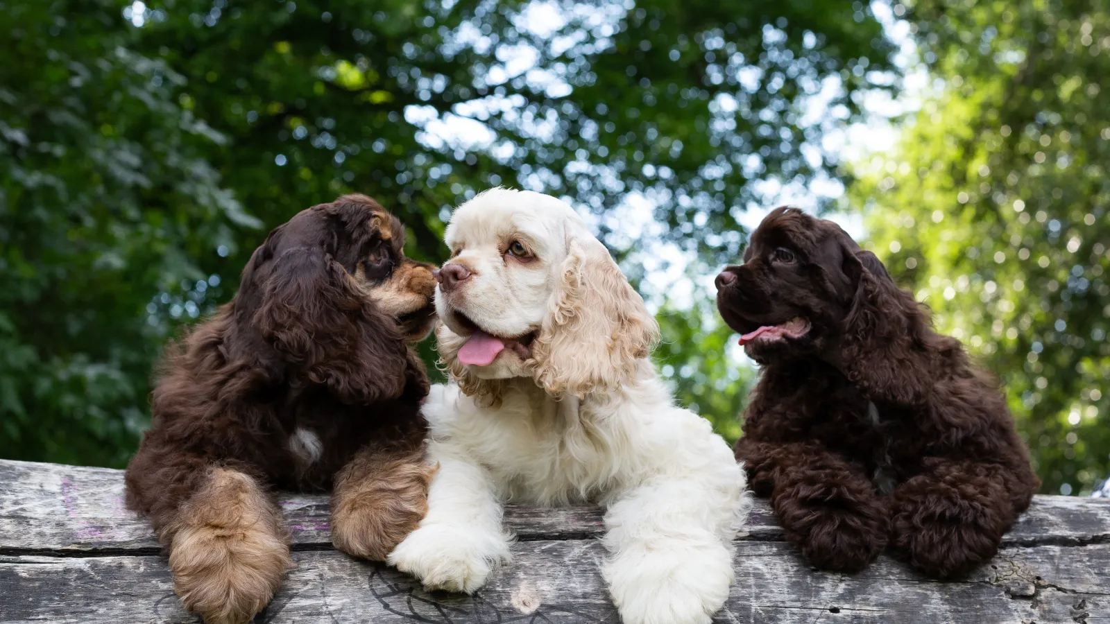 Three American Cocker Spaniels resting on a wooden log outdoors with green foliage background.