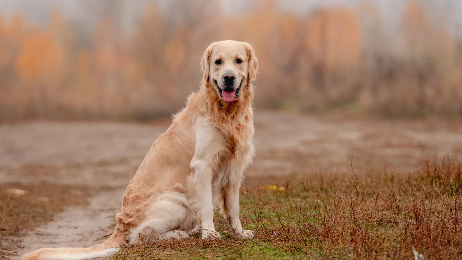Golden Retriever dog sitting on a dirt path with autumn blurred trees in the background