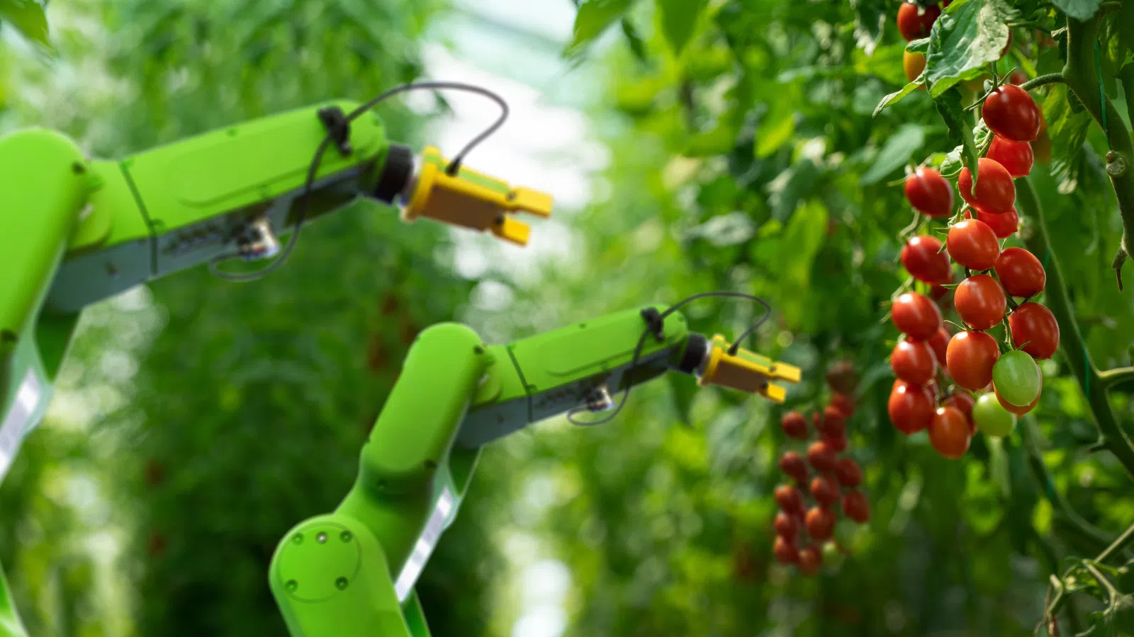 Green robotic arms harvesting ripe red tomatoes in a modern greenhouse with lush green plants.