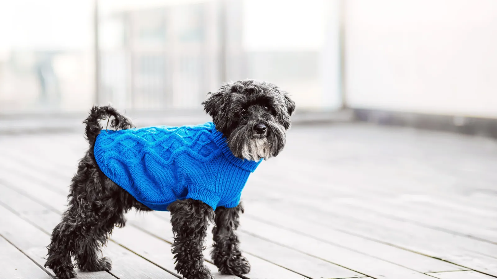 a dog wearing a sweater
