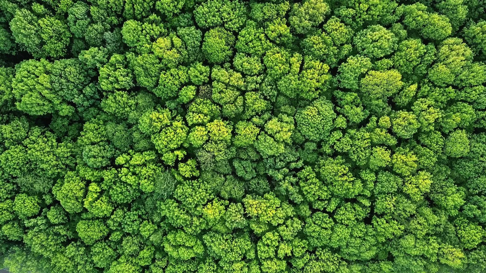 Aerial view of lush green forest with dense tree canopy and vibrant foliage in various shades of green.