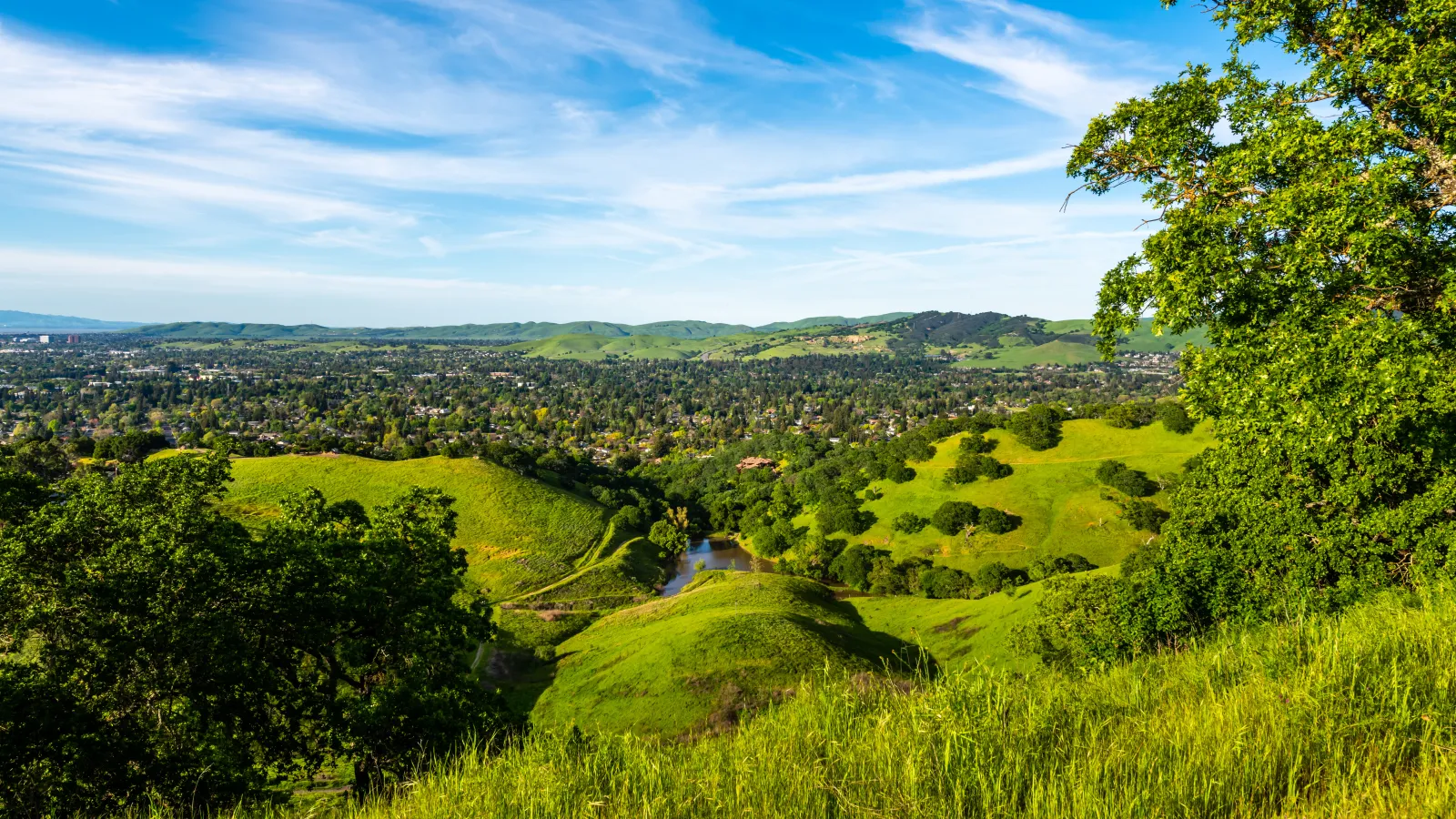 a landscape with trees and grass