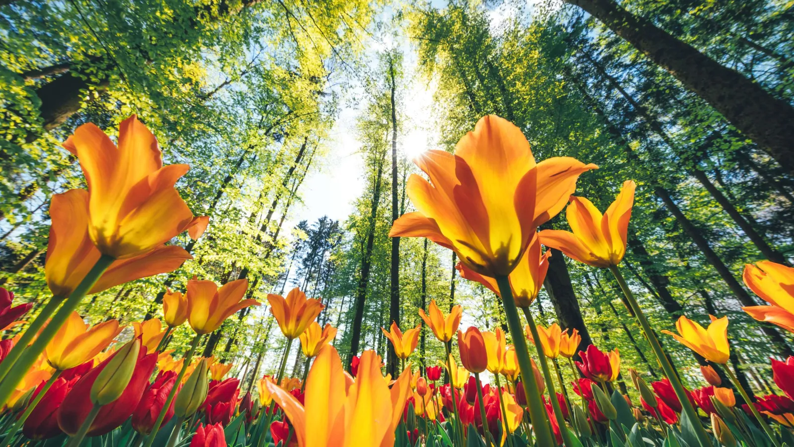 Sunlight filters through tall trees onto vibrant orange and red tulips in a lush forest setting.