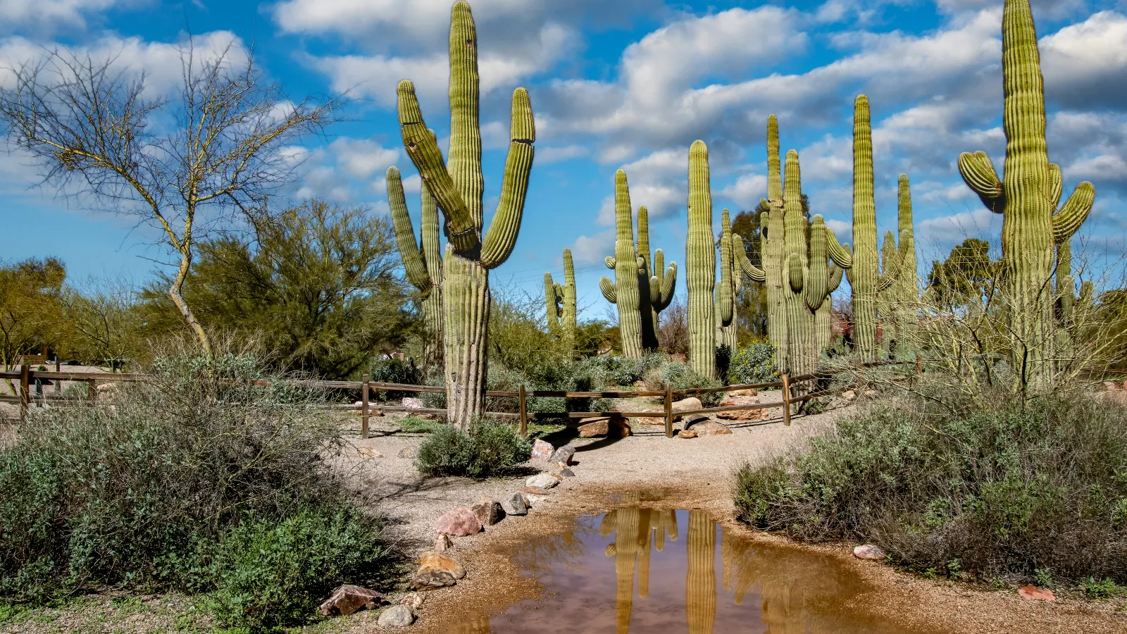 Tall saguaro cacti and desert shrubs reflect in a water puddle under a blue sky with clouds.