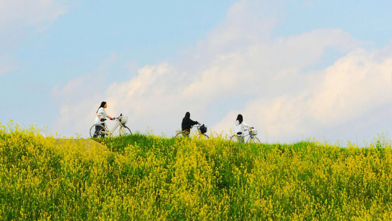 Three people biking along a hill covered with yellow flowers under a partly cloudy blue sky