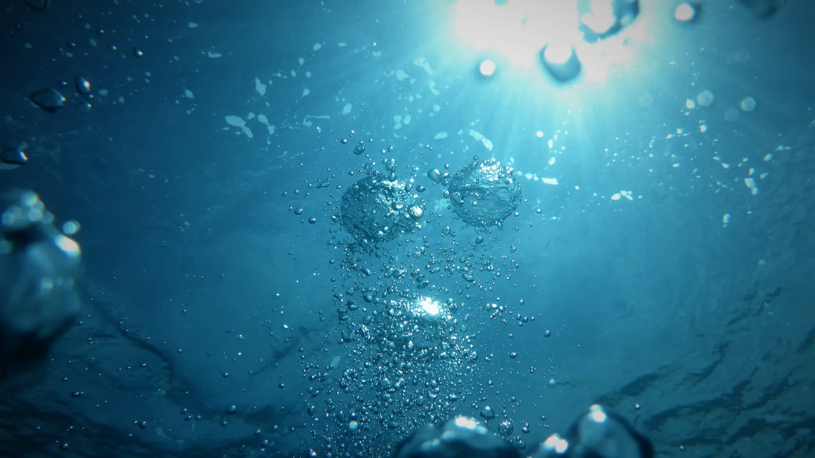 a group of fish swimming in the water