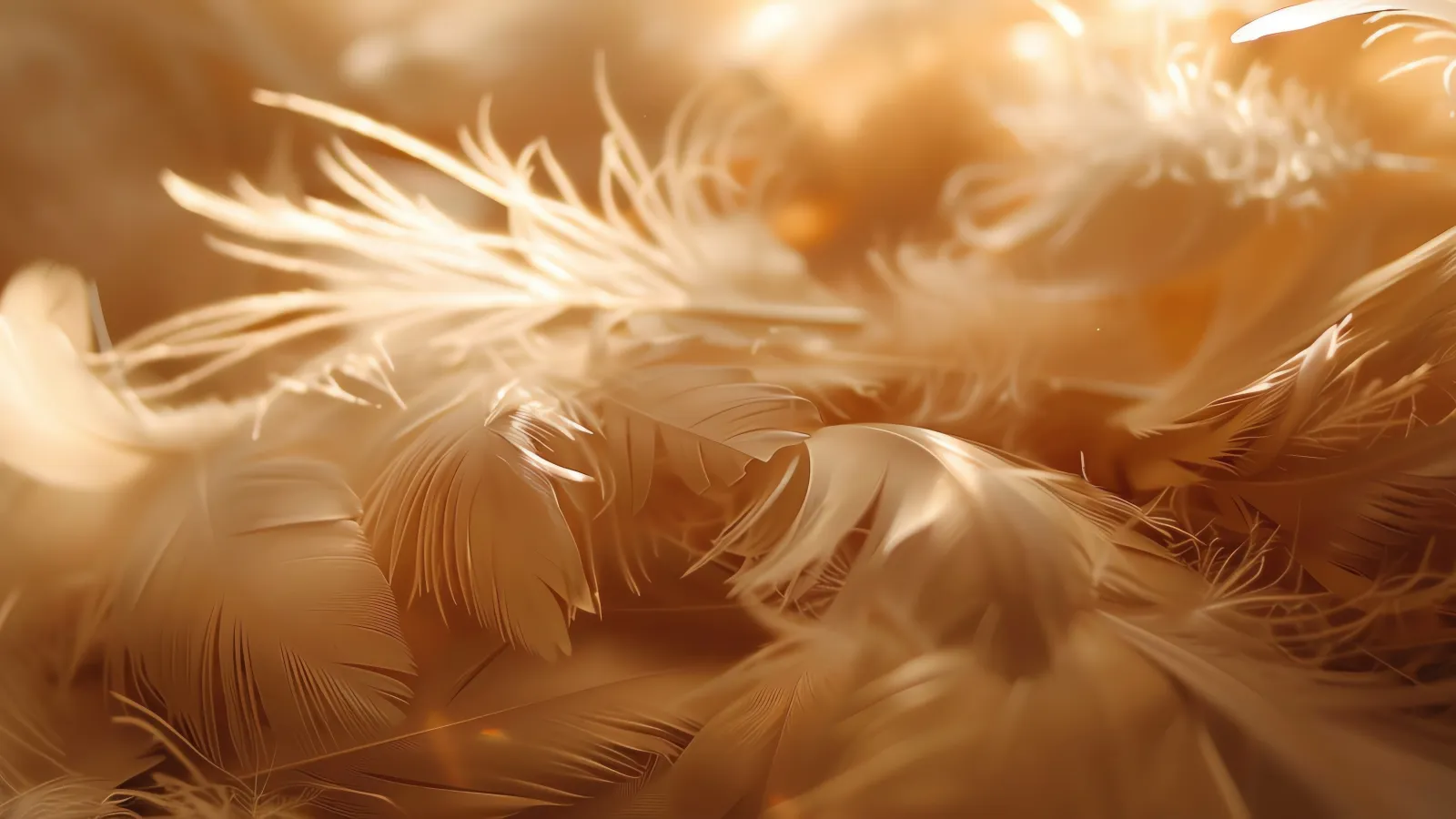 a close up of a white dandelion