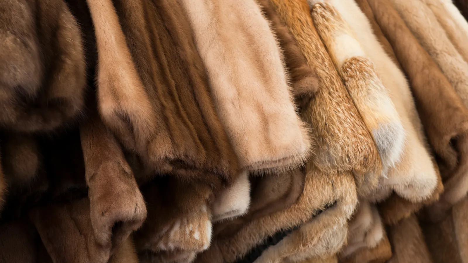 Close-up of various brown and beige fur coats hanging in a row, showing textures and shades of fur.
