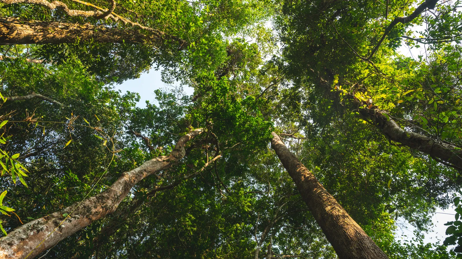 looking up at trees and sky