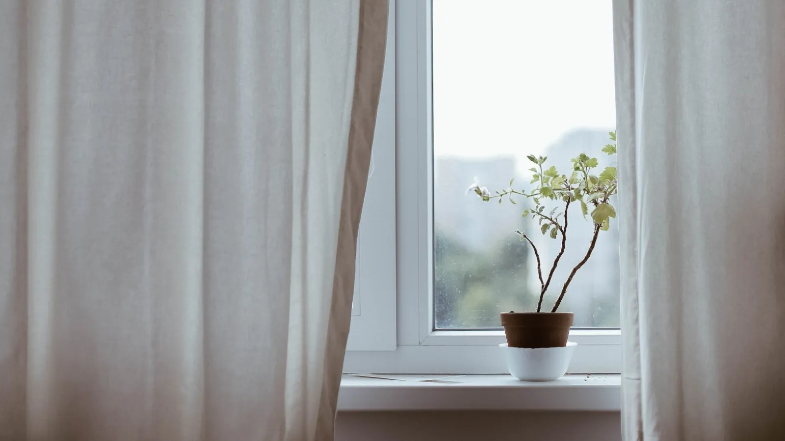 a plant in a pot by a window