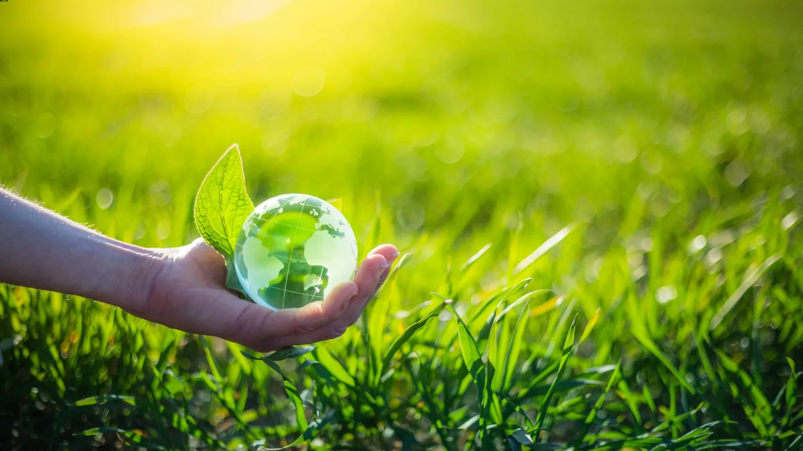 a hand holding a plastic cup with a green leaf in it