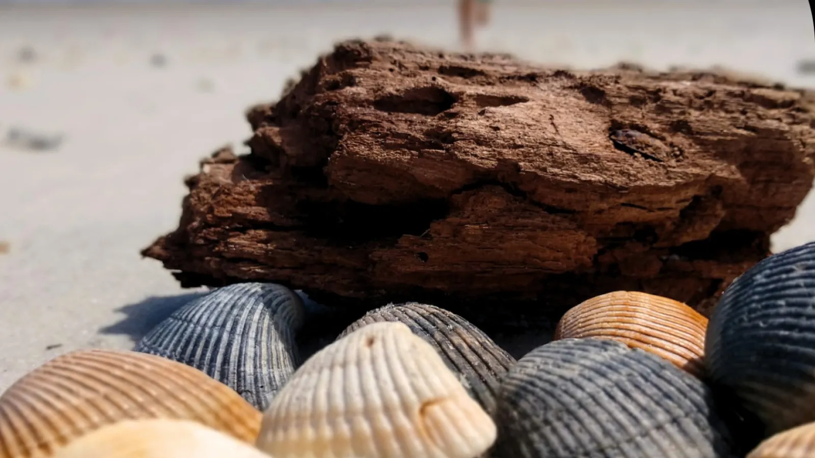 a pile of seashells on a beach