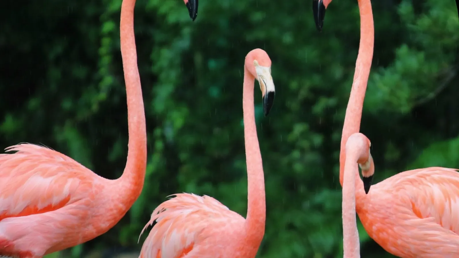 a group of flamingos