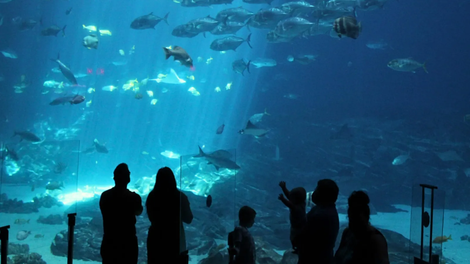 people looking at fish in a tank