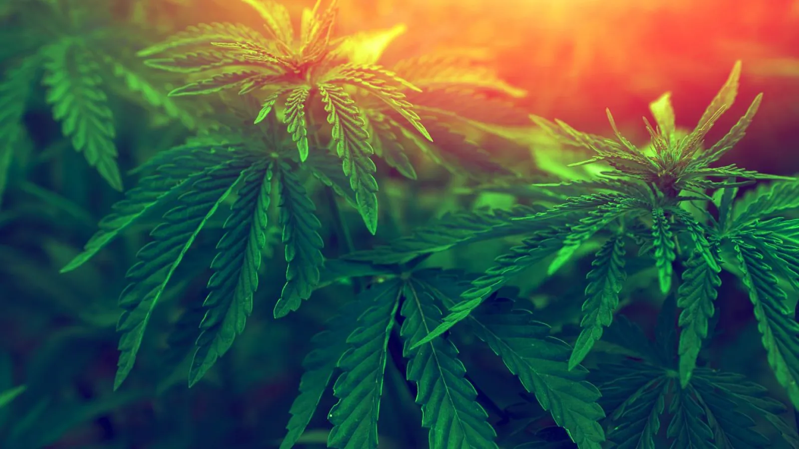 a close up of a green plant