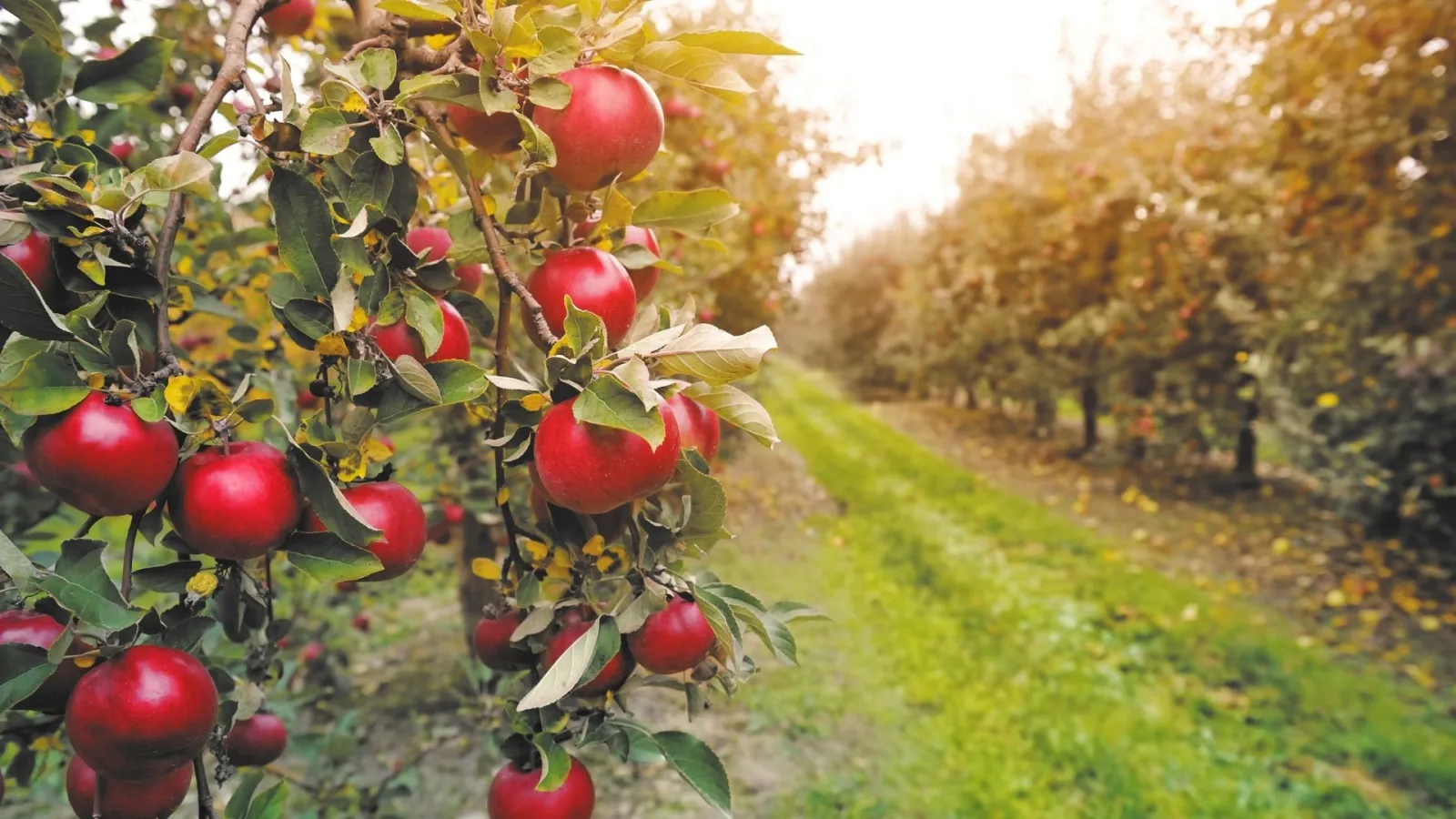 Ripe red apples hanging on tree branches in an orchard with sunlight shining through the trees.
