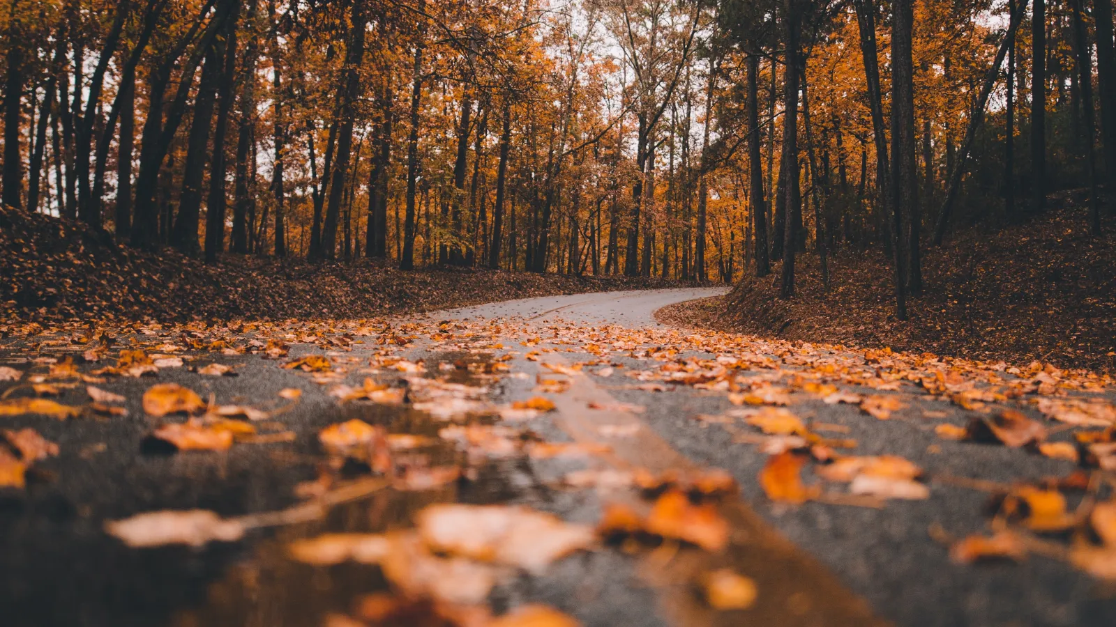 a road with trees on the side