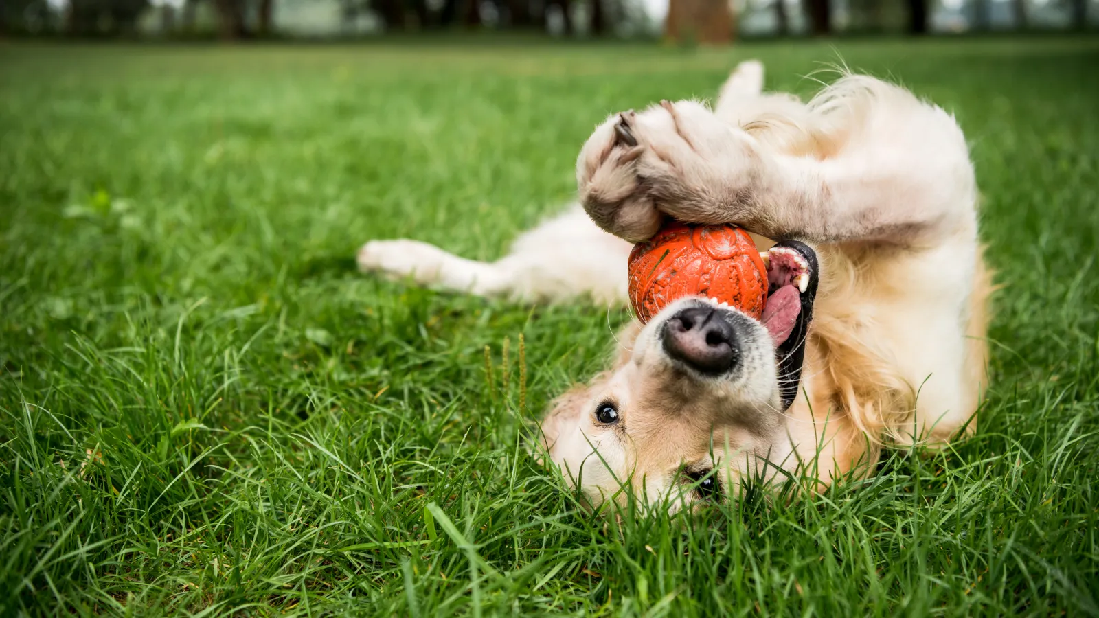 a dog lying in the grass with a ball in its mouth