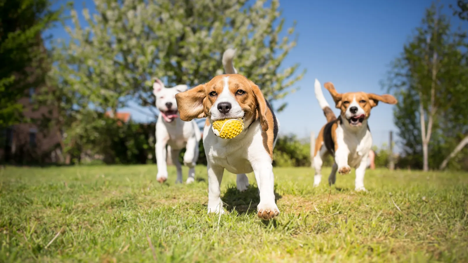 a group of dogs running with a tennis ball in their mouth