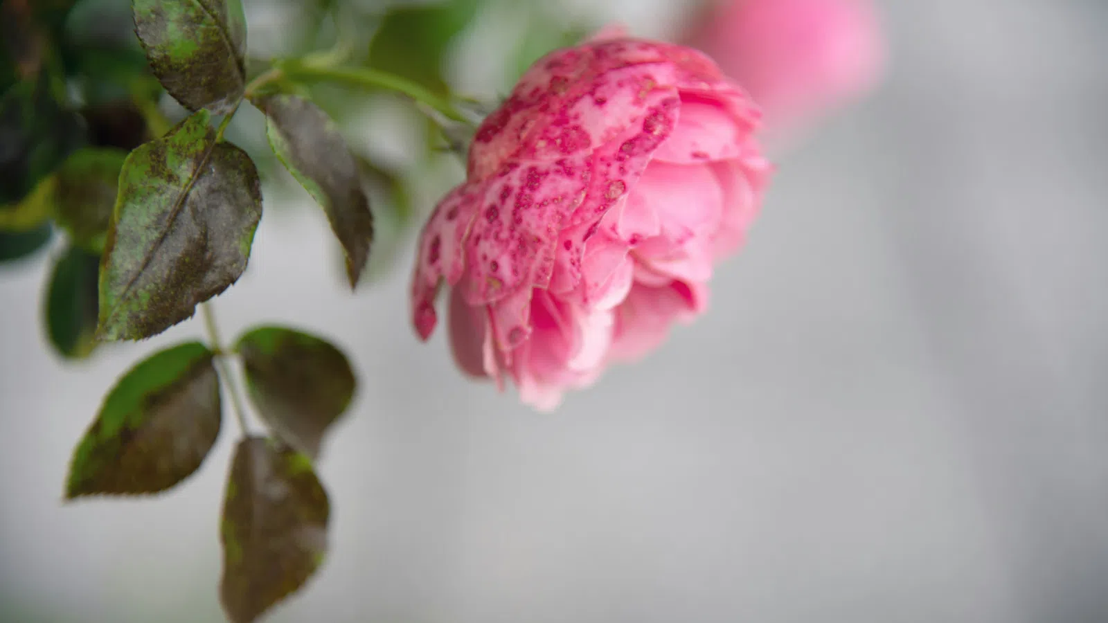 Mother’s Day grief reflection support