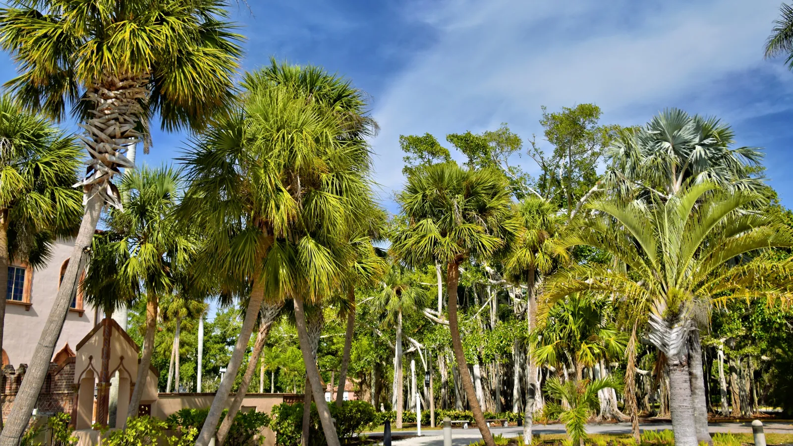 Sunlit park with various palm trees under a bright blue sky and scattered white clouds.