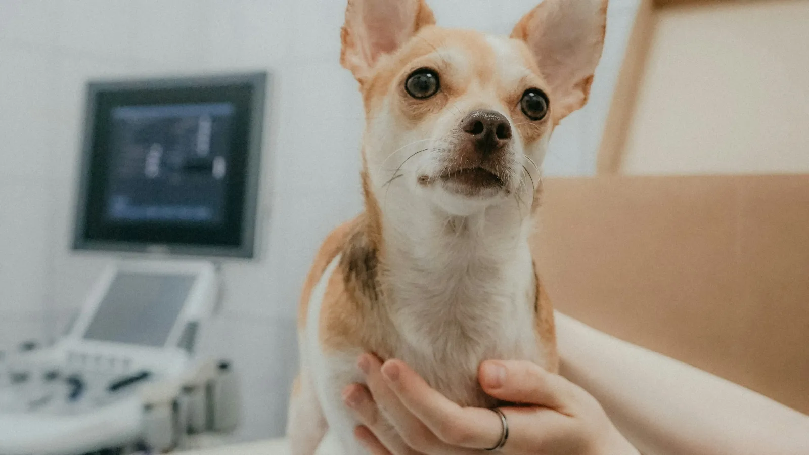Small dog with IV catheter on a vet's examination table being gently held during a check-up.