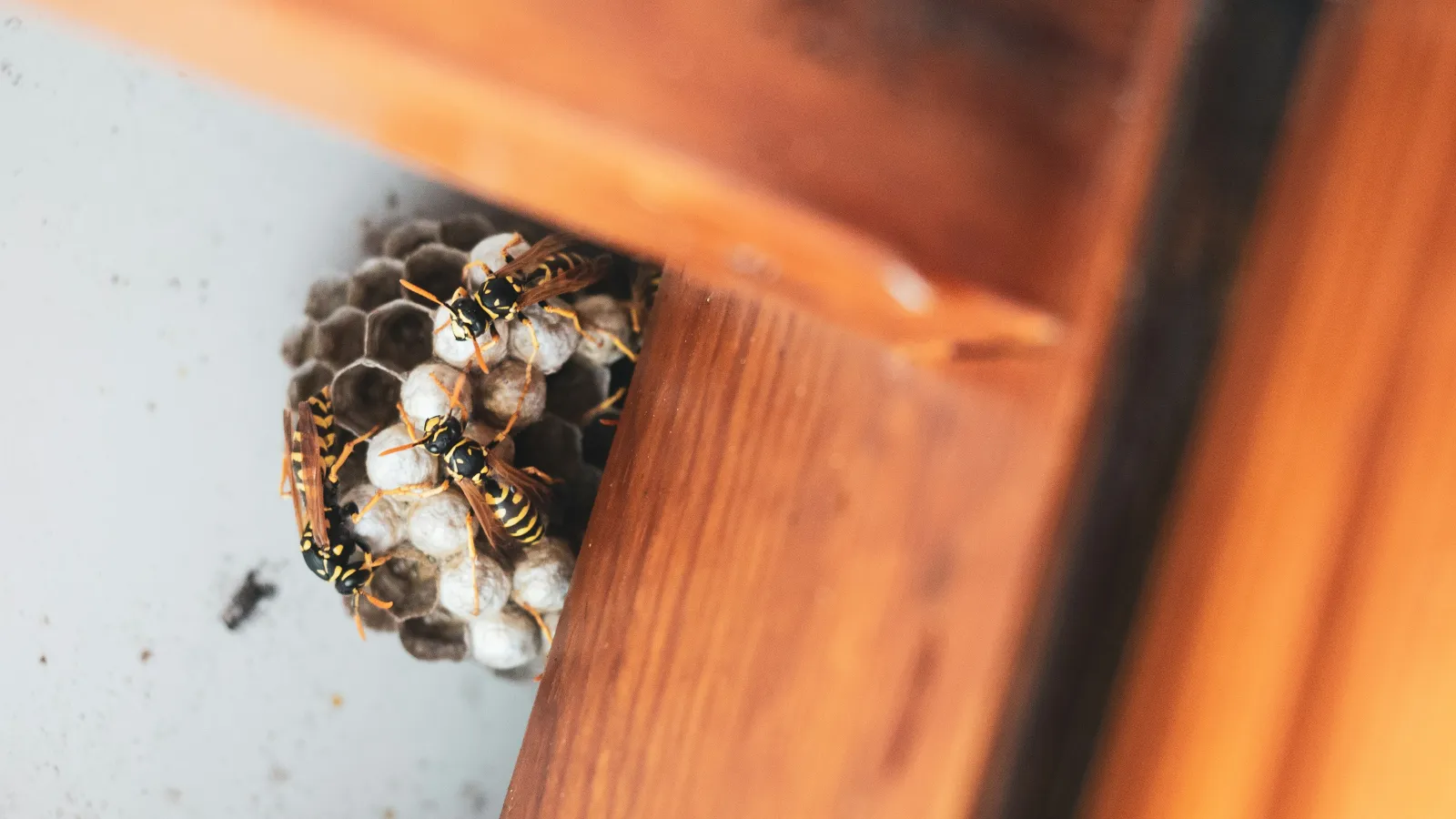 Close-up of wasps building and guarding a nest attached to wooden surface near white wall.