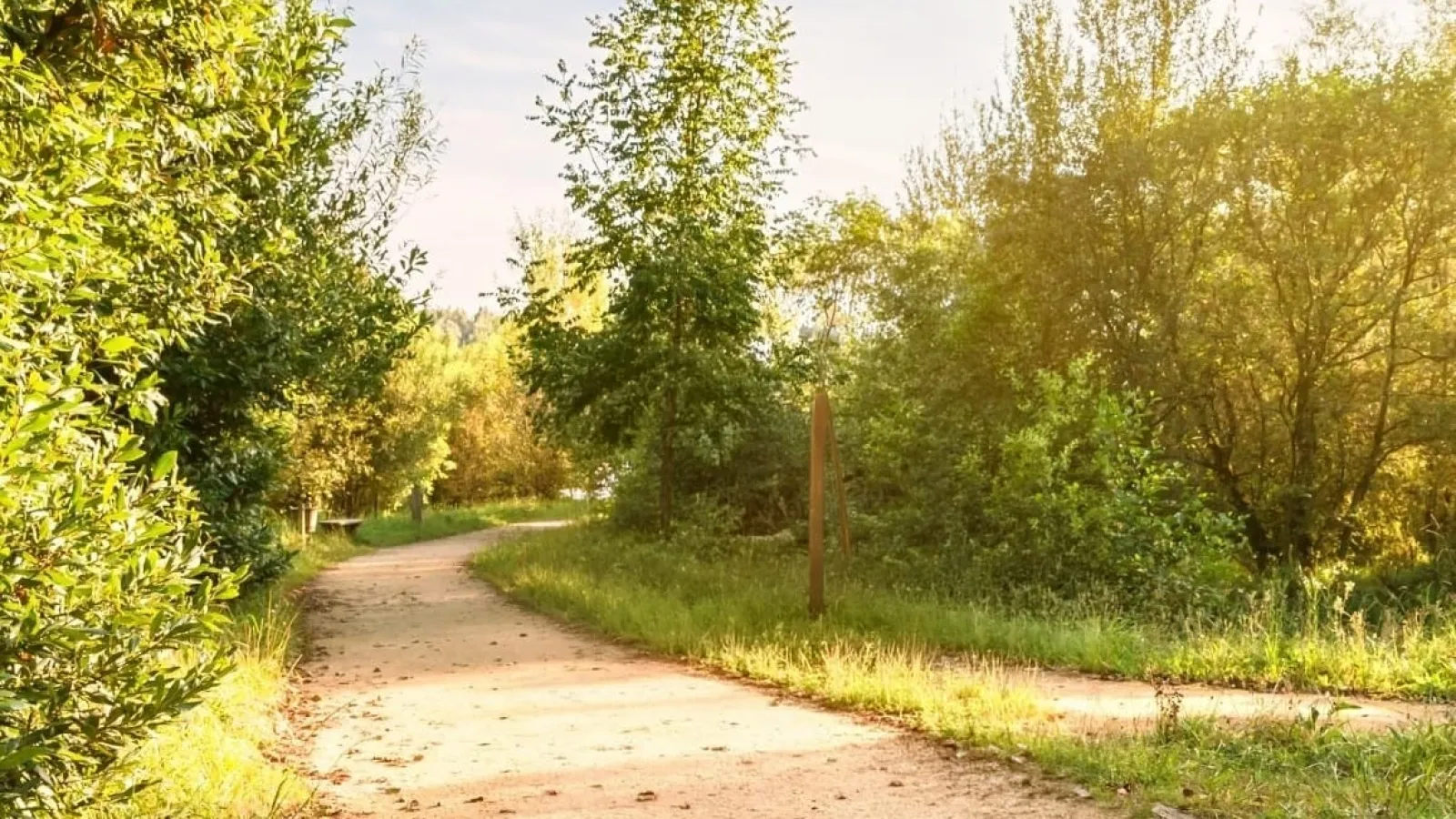 Sunlit winding dirt path surrounded by lush green trees and grasses on a clear day