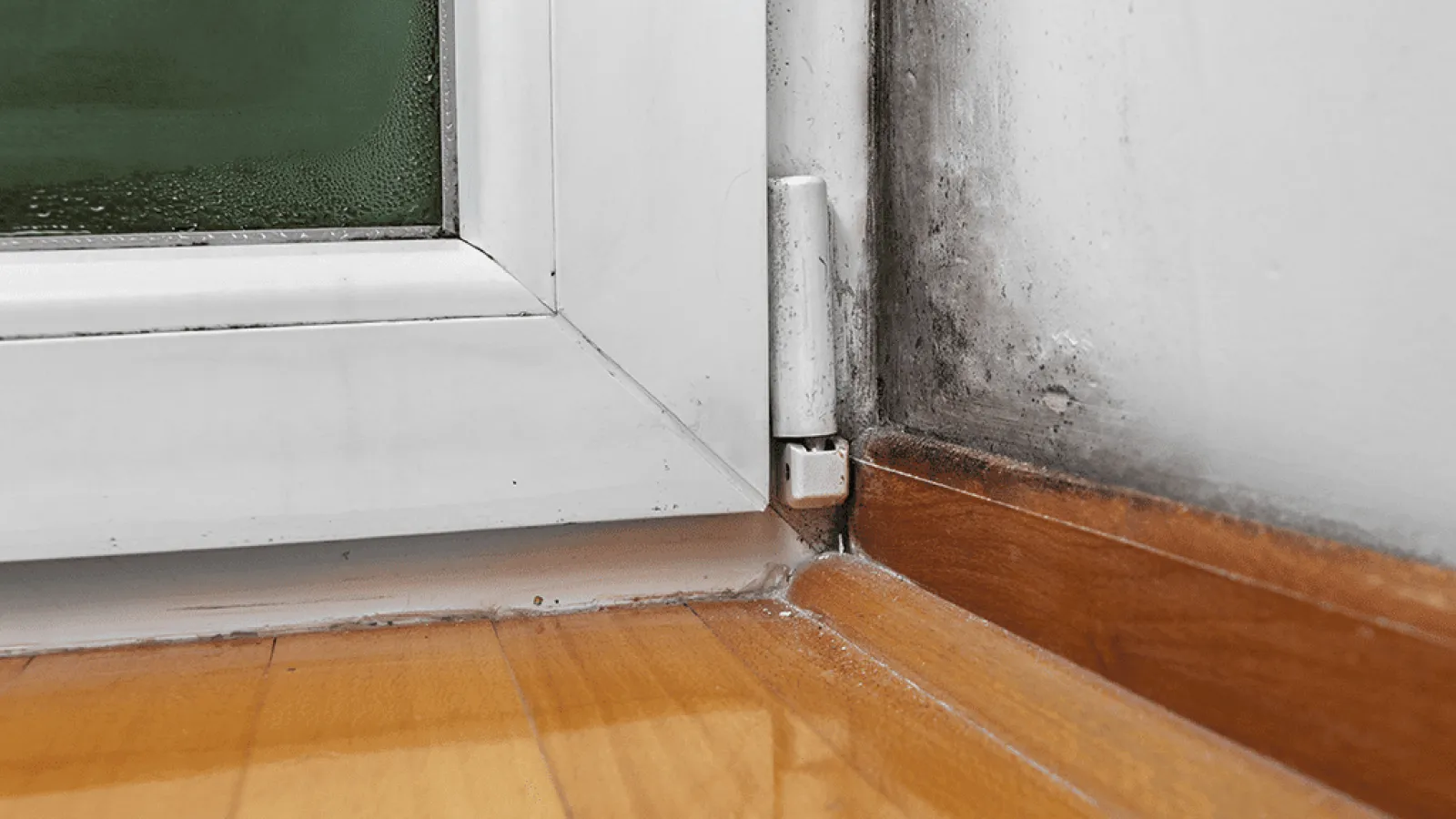 Have You Spotted Mold In Your Home or Near Your HVAC System?
