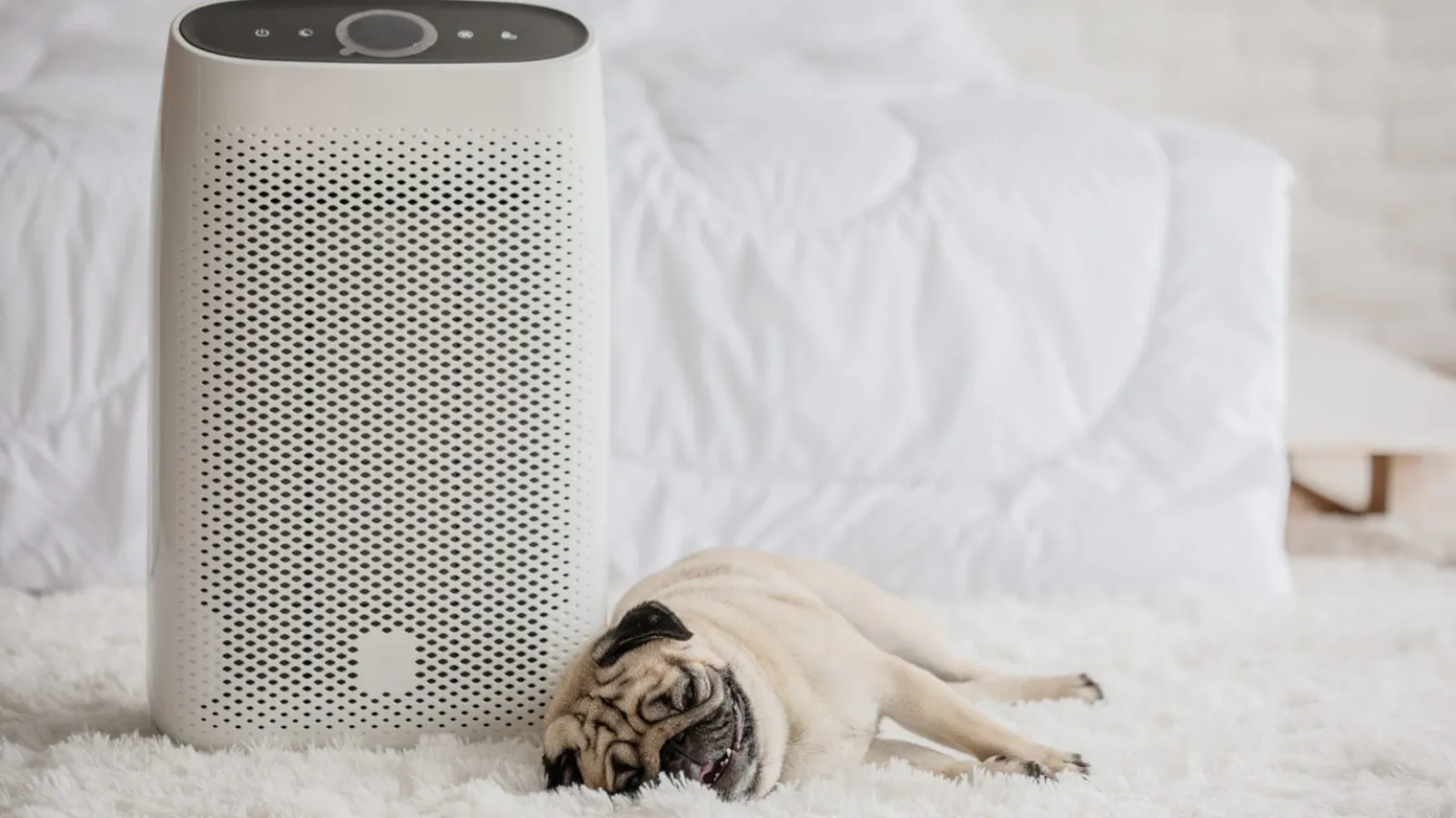 What’s the Difference Between a Media Air Cleaner and an Ultraviolet Air Purifier?