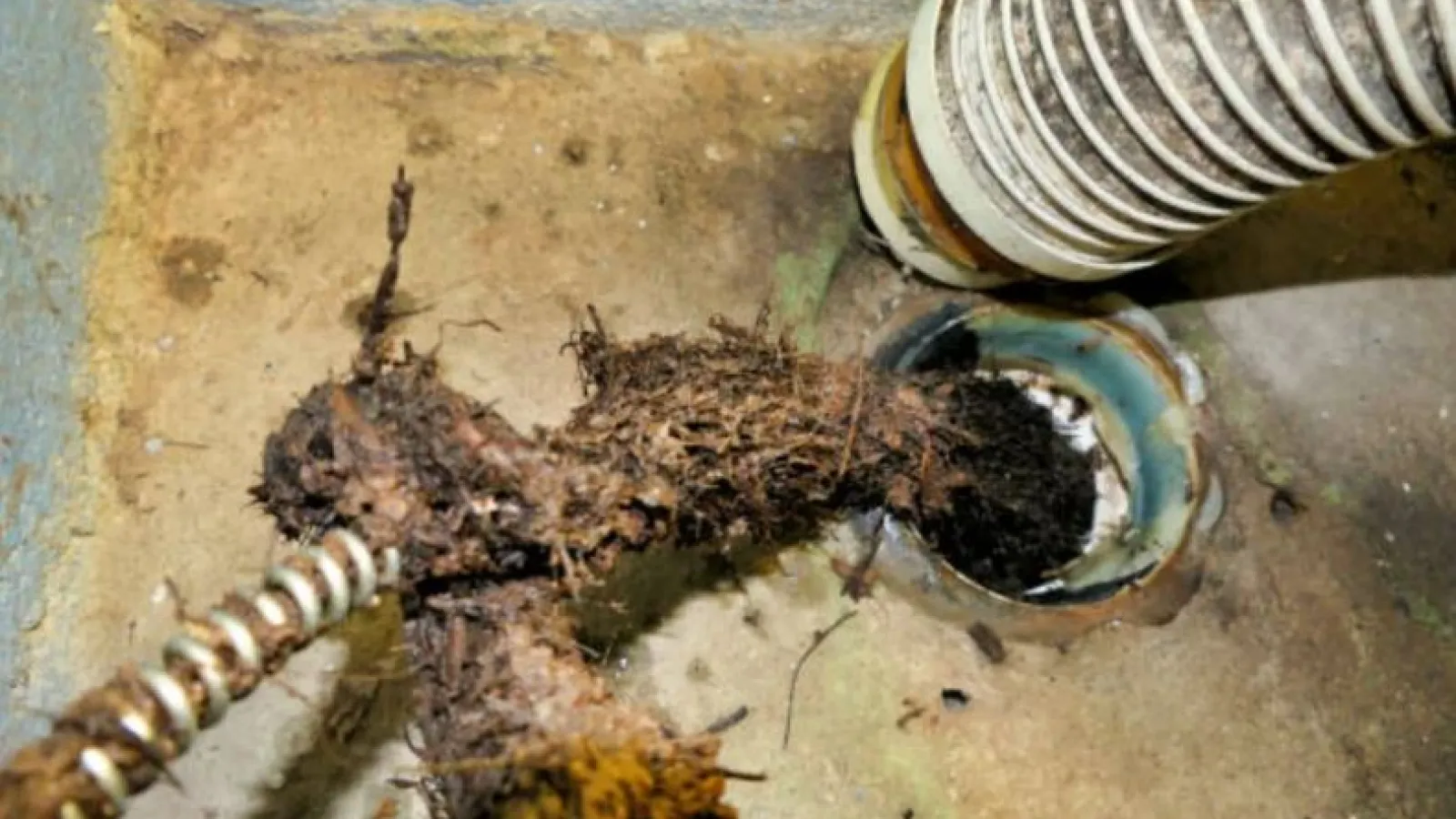 Drain clogged with roots and debris being cleared by a plumbing snake tool in a floor drain.