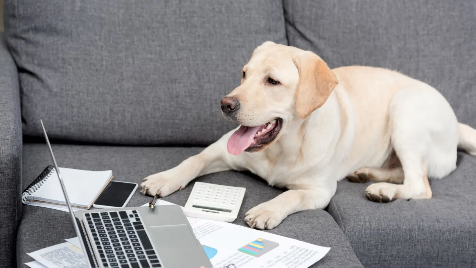 a dog lying on a couch with a laptop and papers