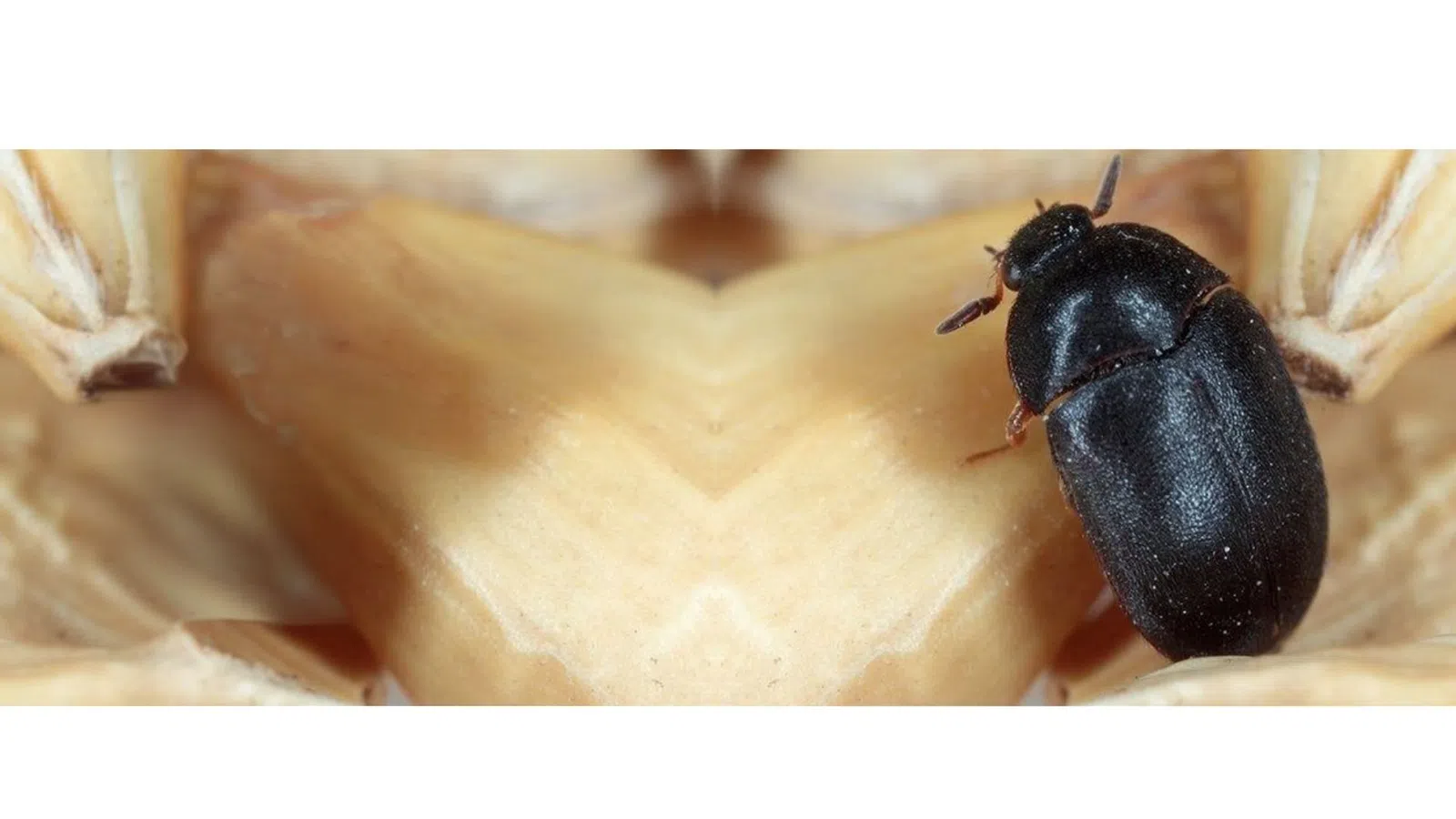Close-up of a small black beetle on a beige grain or seed surface in natural light.