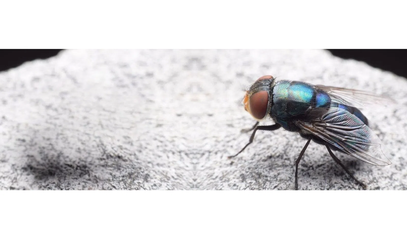 Close-up of a Blow Fly with iridescent blue and green body resting on a textured gray surface against a black background