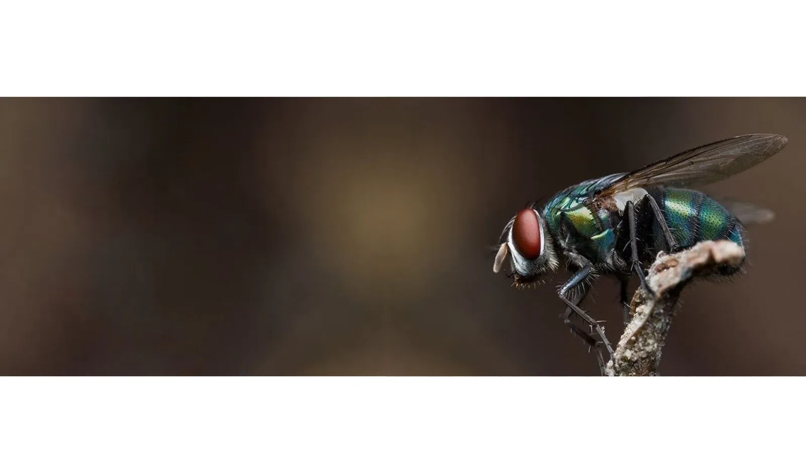 Close-up of a Bottle Fly