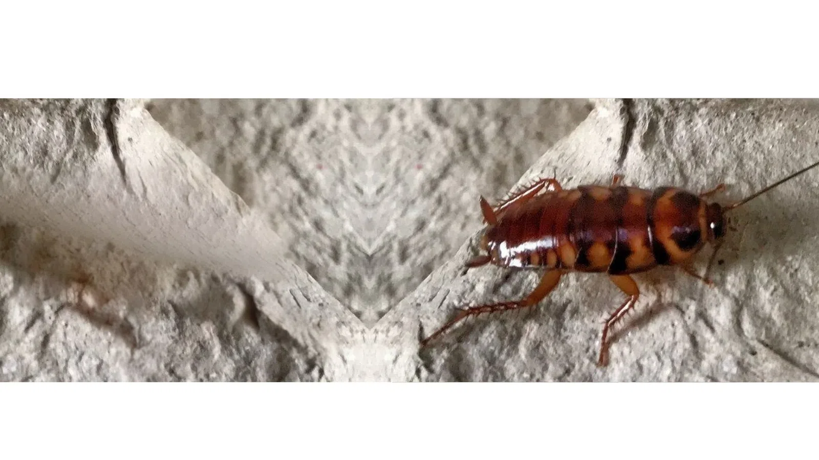 Close-up of a Brown-Banded Cockroach on a textured gray concrete surface showing detailed body and legs.