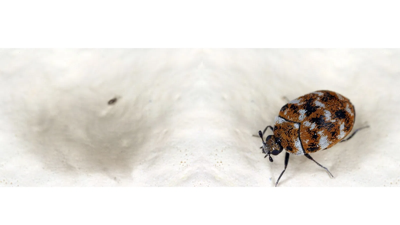 Close-up of a Carpet Beetle