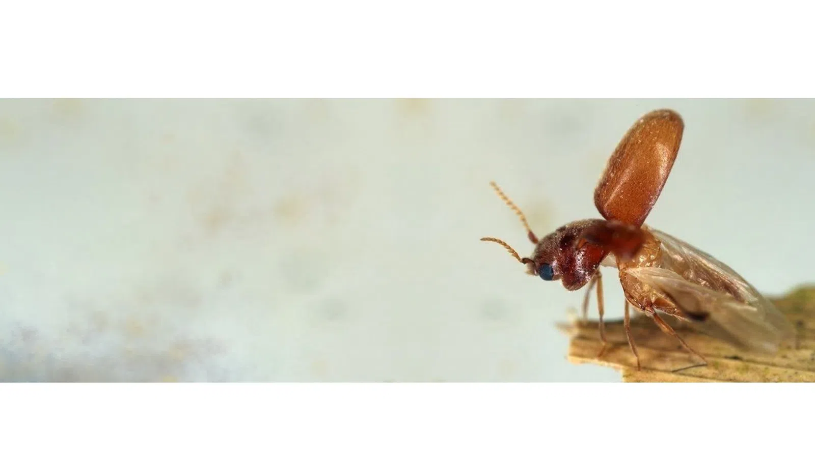 Close-up of a cigarette beetle