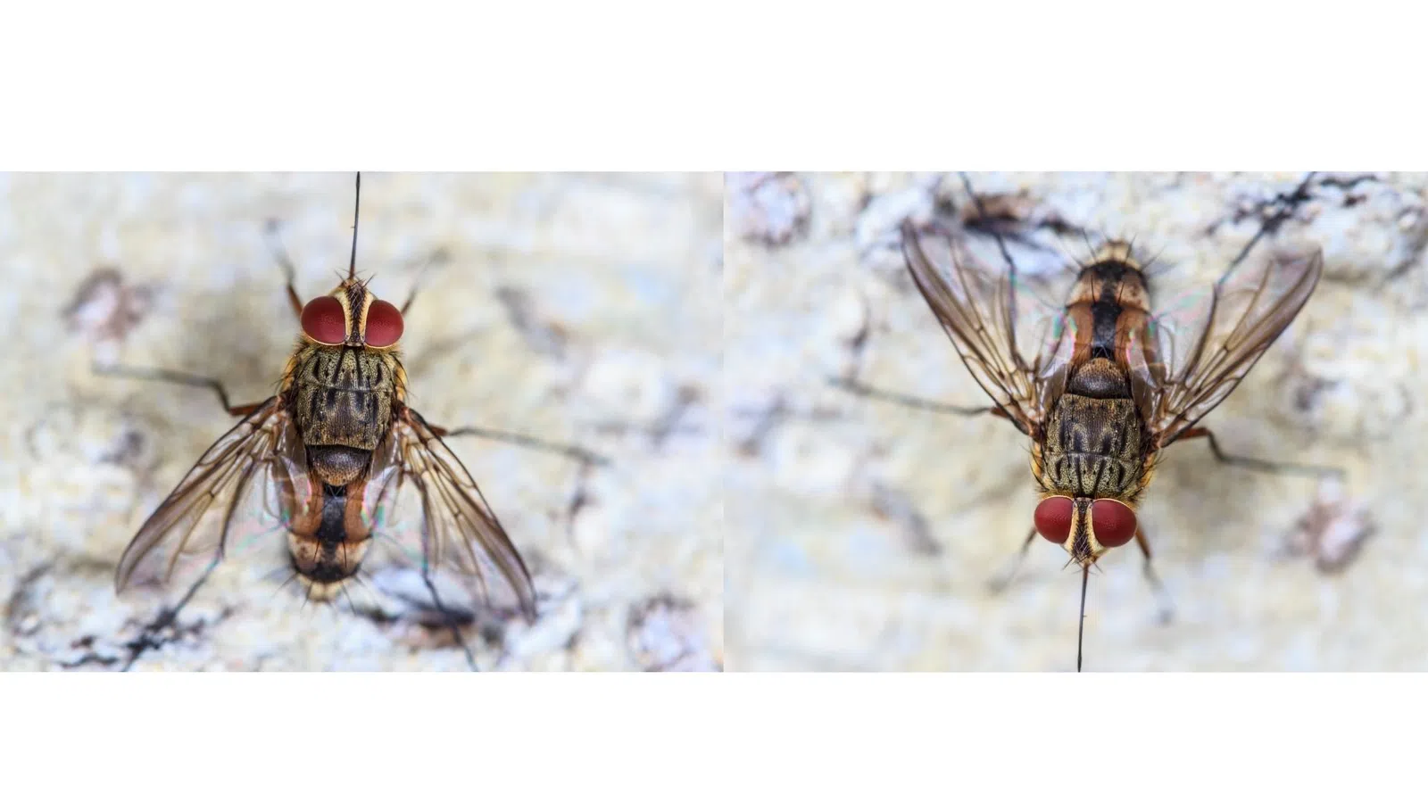 Close-up top view of a common housefly or cluster fly